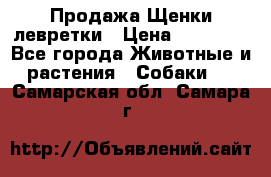 Продажа Щенки левретки › Цена ­ 40 000 - Все города Животные и растения » Собаки   . Самарская обл.,Самара г.